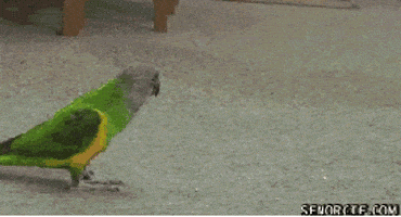 shots fired finger guns GIF