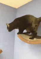 happy good morning GIF by Nebraska Humane Society 