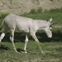 happy baby animals GIF by San Diego Zoo