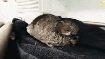 National Geographic Eating GIF by Nat Geo Wild