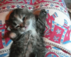 Random cat gif