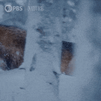 Pbs Nature Winter GIF by Nature on PBS Pbs Nature Winter GIF by Nature on PBS