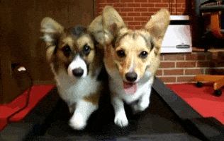 Dog Running GIF Dog Running GIF