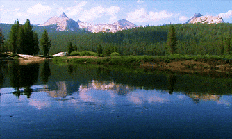 yellowstone national park forest GIF yellowstone national park forest GIF