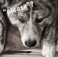 Akita Please GIF Akita Please GIF