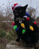 Cat Christmas GIF by JustViral