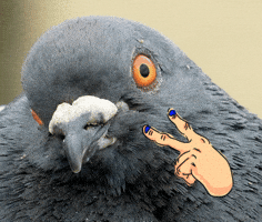 pigeon looking GIF by Stephanie Z. Delazeri pigeon looking GIF by Stephanie Z. Delazeri