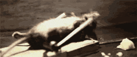 mouse GIF mouse GIF