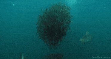 bryde's whale GIF by Head Like an Orange