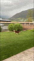 International Dog Day GIF by ViralHog