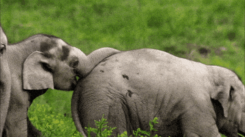 When Nature Calls Friends GIF by ABC Network