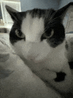 Angry Cat GIF
