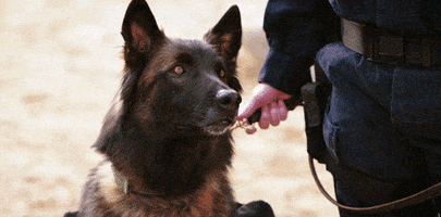 confused dog GIF by Team Coco