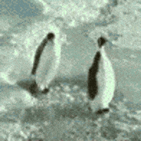 penguin falling GIF
