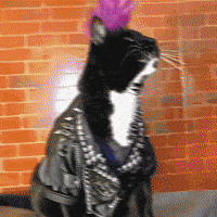 Dance Cat GIF Dance Cat GIF