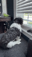 Peaking Shih Tzu GIF by Casanova Records Peaking Shih Tzu GIF by Casanova Records