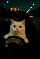 Cat GIF
