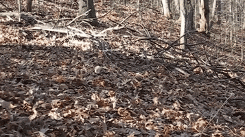 fall leaves GIF by Rover.com fall leaves GIF by Rover.com
