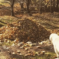 Its Fall Dog GIF Its Fall Dog GIF