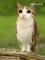 Cat Meow GIF Cat Meow GIF