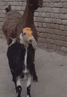 200.gif