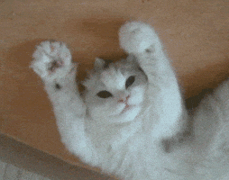 Cats Happy Cat GIF Cats Happy Cat GIF