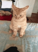 International Cat Day GIF International Cat Day GIF