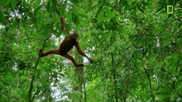 Swinging Nat Geo GIF by National Geographic TV Swinging Nat Geo GIF by National Geographic TV