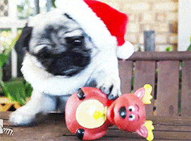 pug gifofdogs GIF by Rover.com