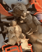 gifofdogs frenchie puppy GIF by Rover.com