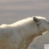 Planet Earth No GIF by BBC America
