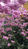 Cherry Blossom Spring GIF