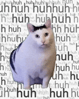 Confused Cat GIF