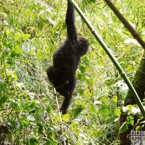 Hanging Hang Out GIF