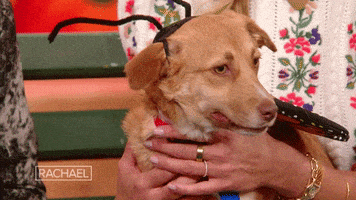 Halloween Dogs GIF by Rachael Ray Show