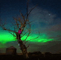 Tree Aurora GIF
