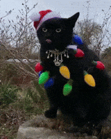 Cat Christmas GIF by JustViral