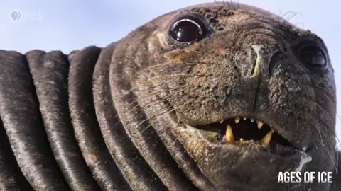Seal Smile GIF