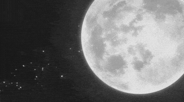 black and white love GIF