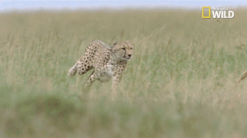 african cats big cat week GIF by Nat Geo Wild 