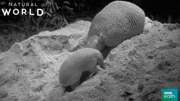 fail natural world GIF by BBC Earth