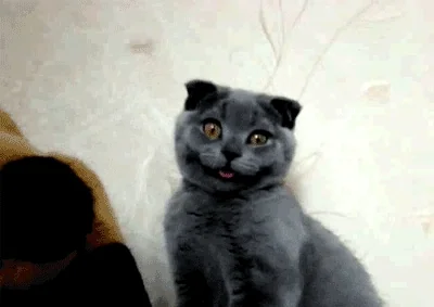 Whaat GIF