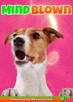 Mind Blown Fri Yay Friday Pj Petjuvenate Dog Mom And Pet Parent Caretakers GIF by PetJuvenate - PJ