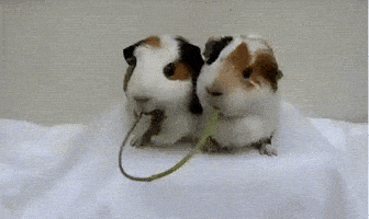 Guinea Pigs Kiss GIF