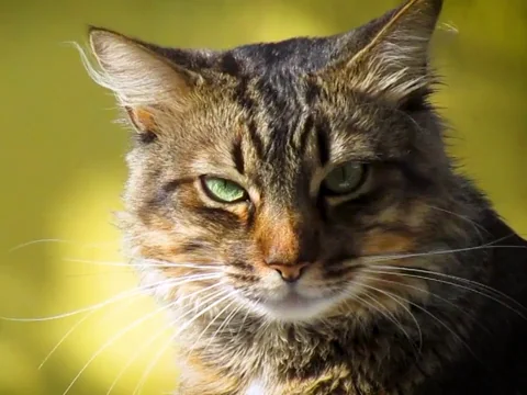 Pet Stinks GIF