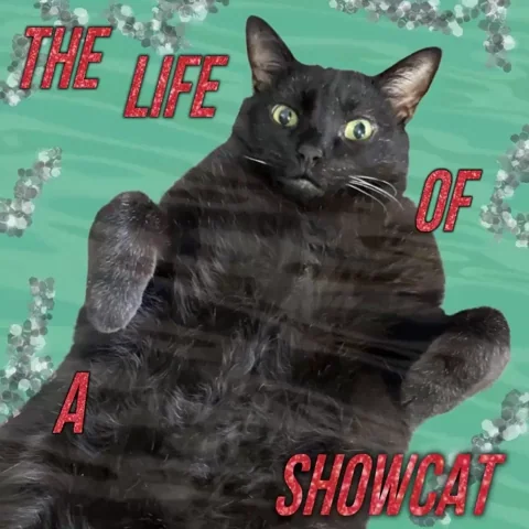 Taylor Swift Swiftie GIF