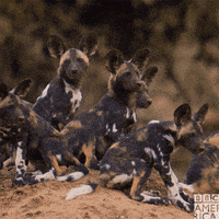 family life dynasties GIF by BBC America