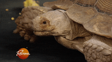 amazon pet GIF by Rachael Ray Show