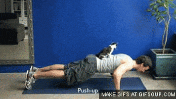cat pushup GIF