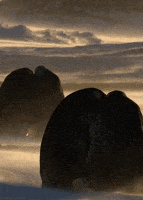 emperor penguin bird GIF by Head Like an Orange